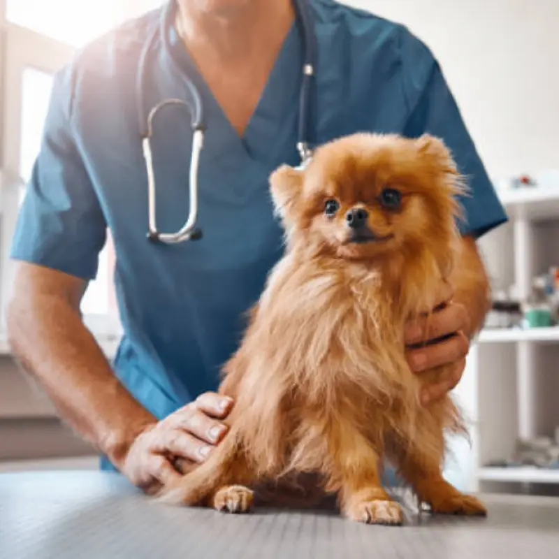veterinário mais próximo