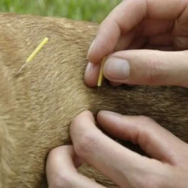 acupuntura cachorro coluna