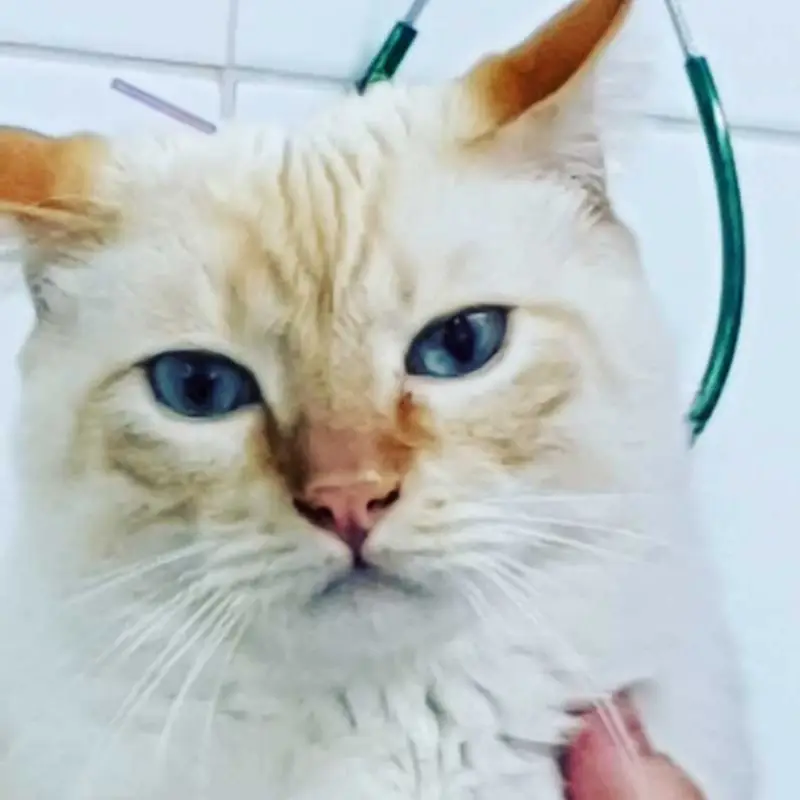 acupuntura em animal