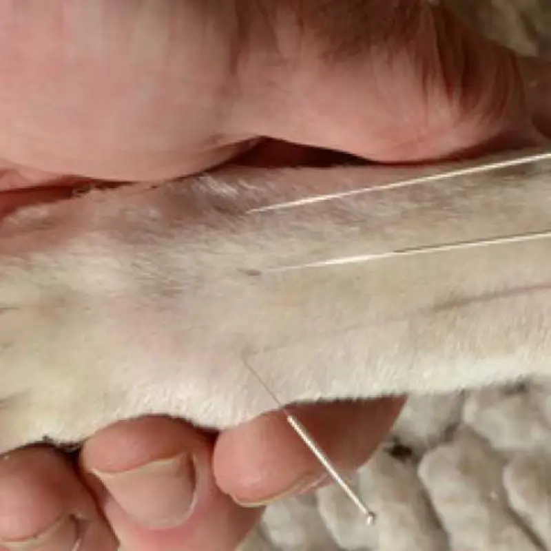 acupuntura em cães e gatos