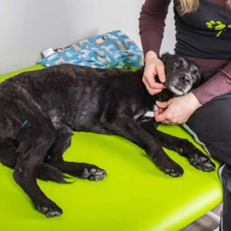 acupuntura para animais