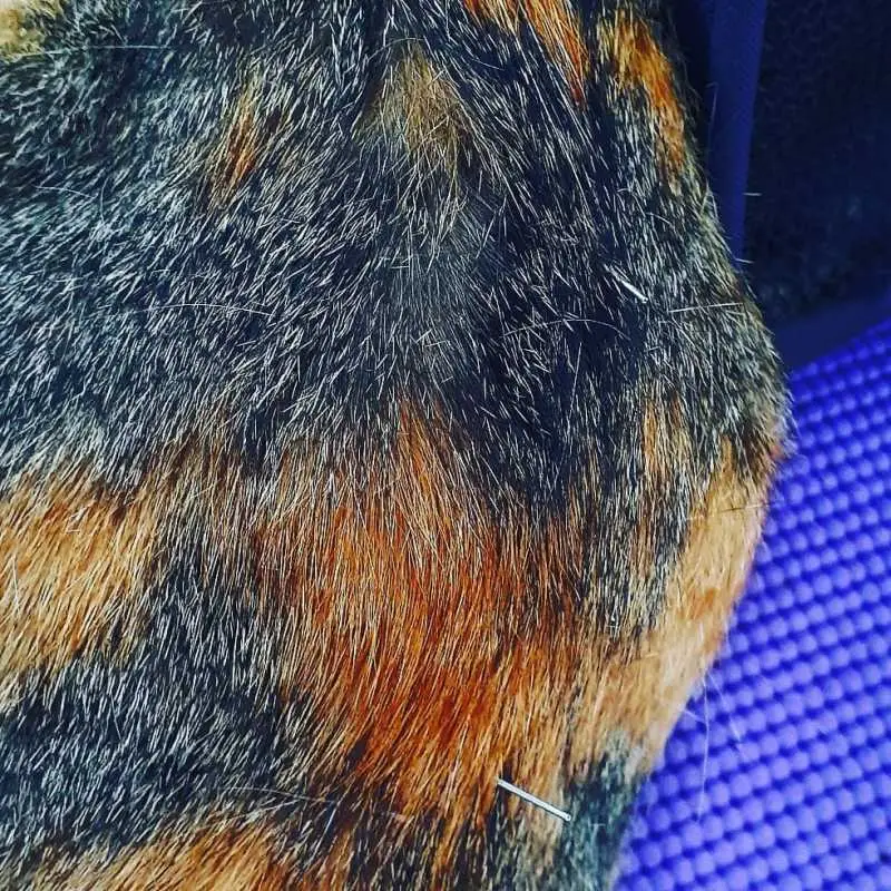 acupuntura para cachorro barra funda