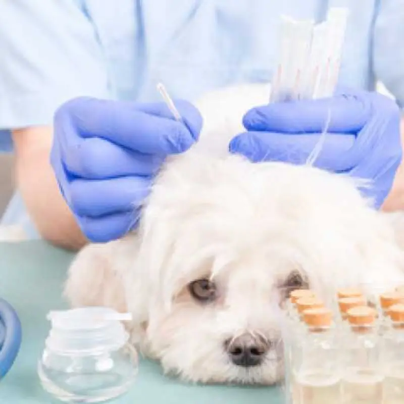 acupuntura para cachorro bom retiro