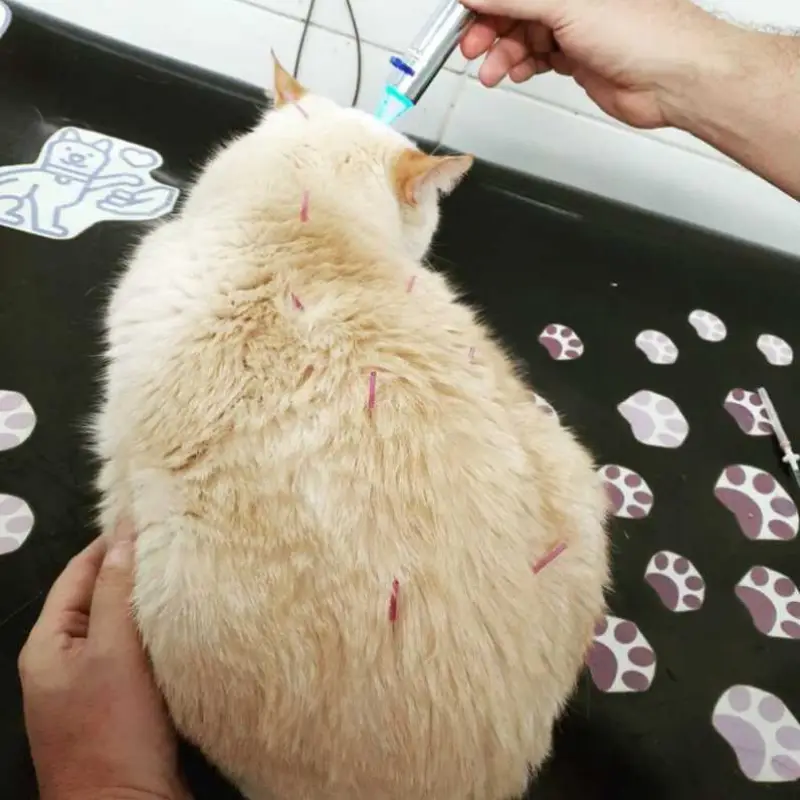acupuntura para cachorro