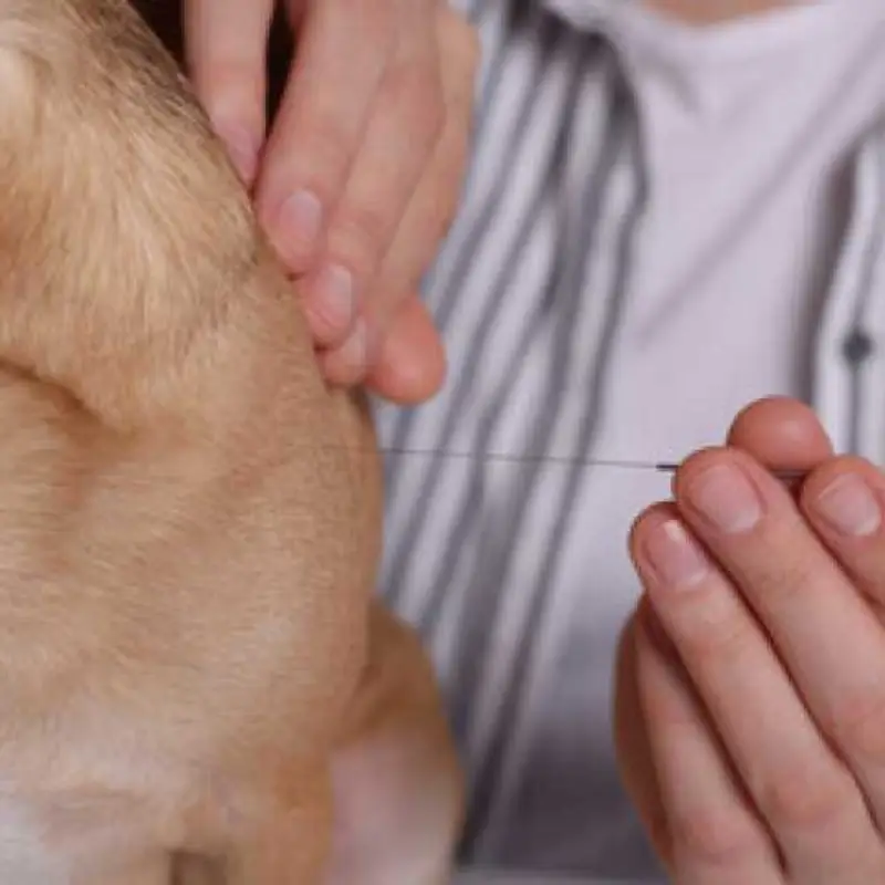 acupuntura para gatos