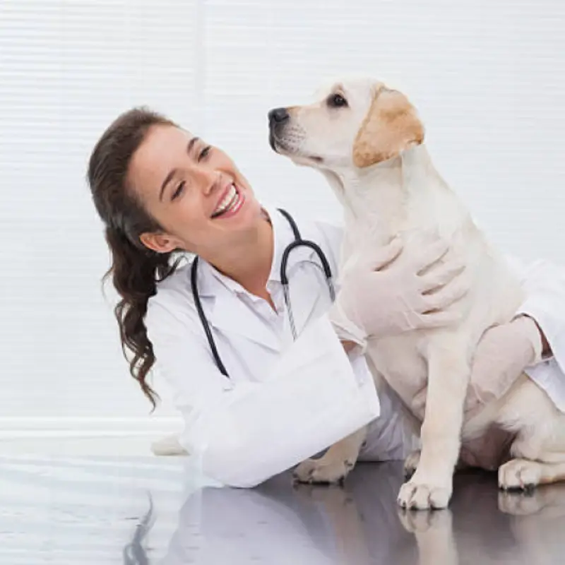 castração de animais