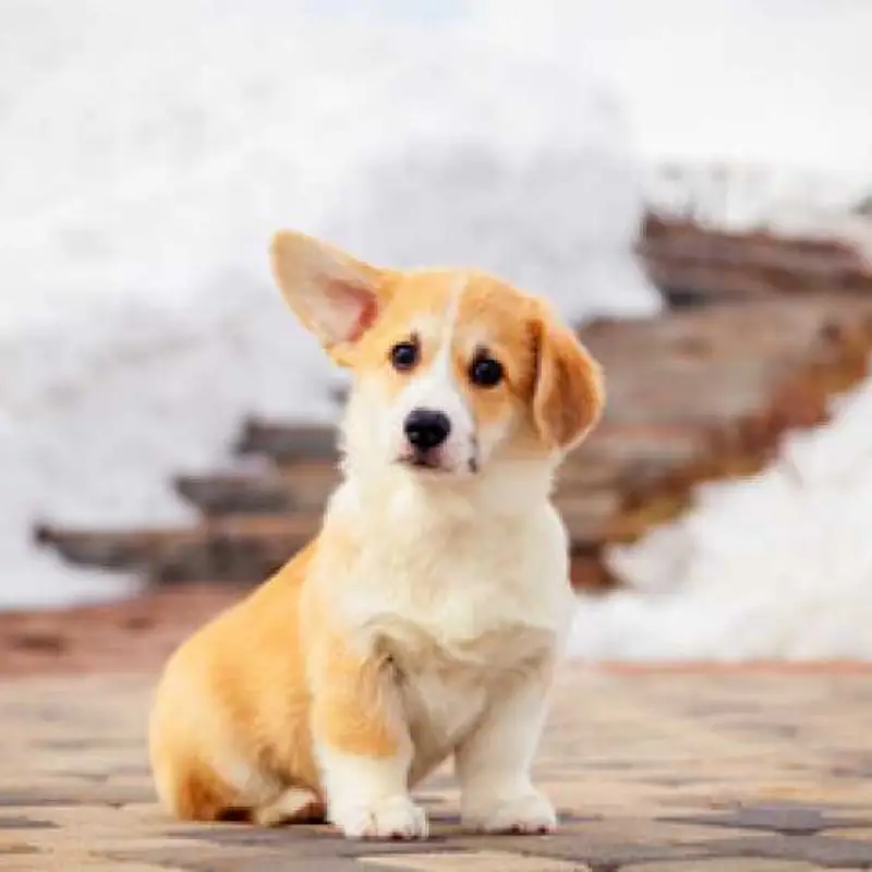 castração de cachorra