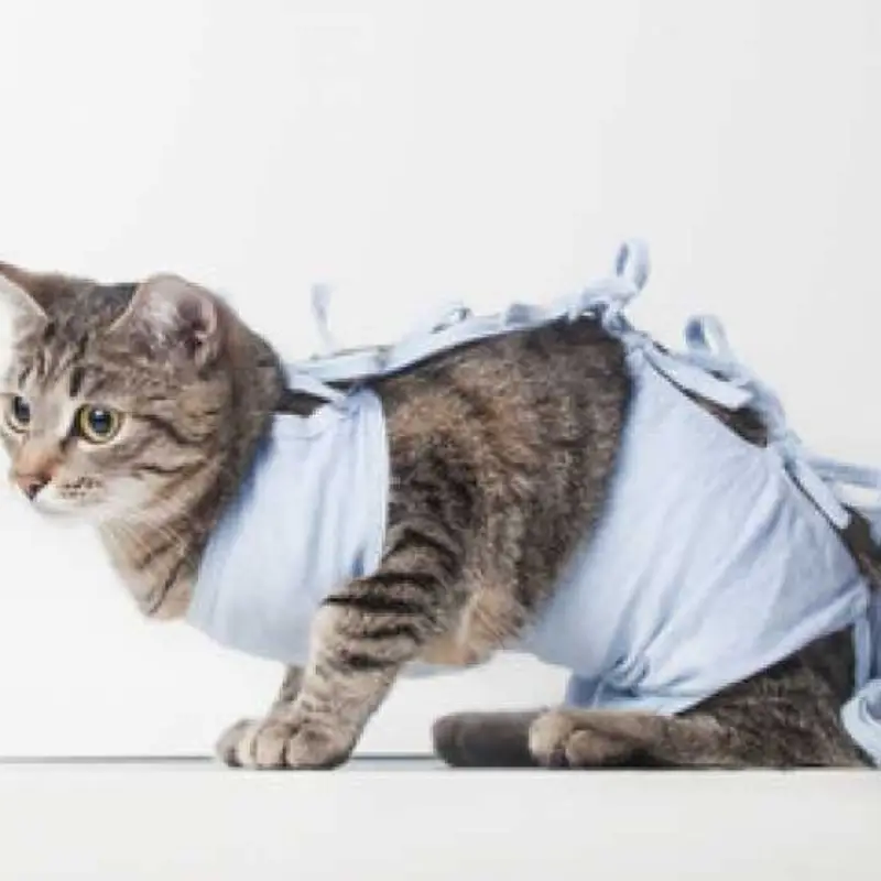 castração de gato