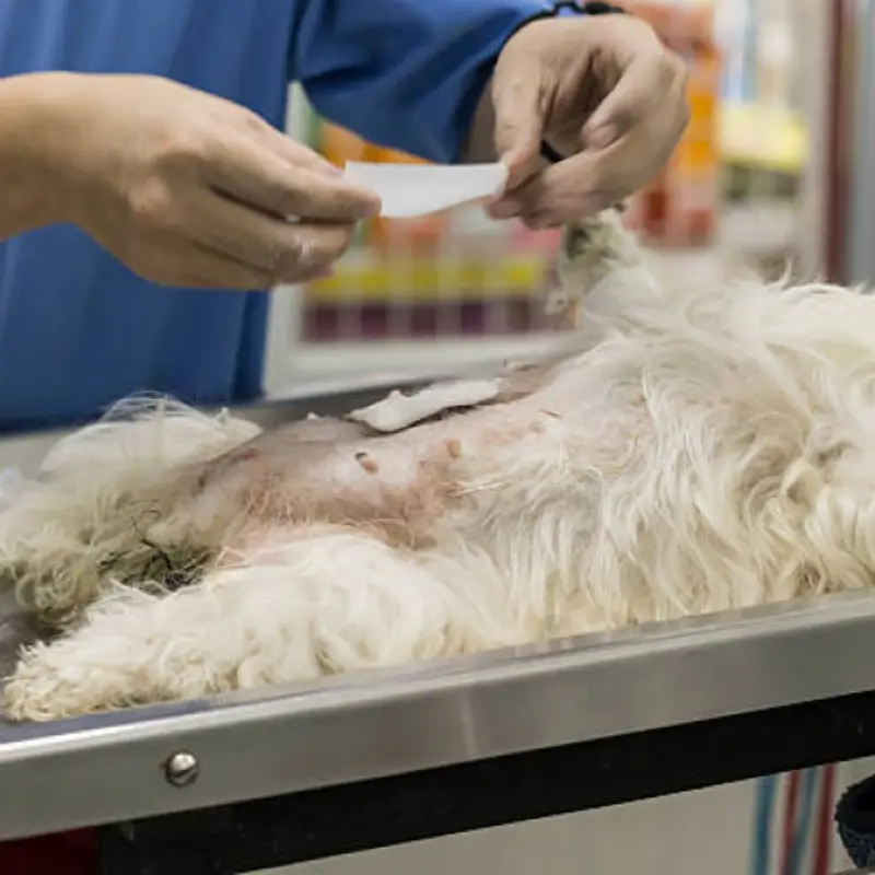 castração em cachorro perto de mim