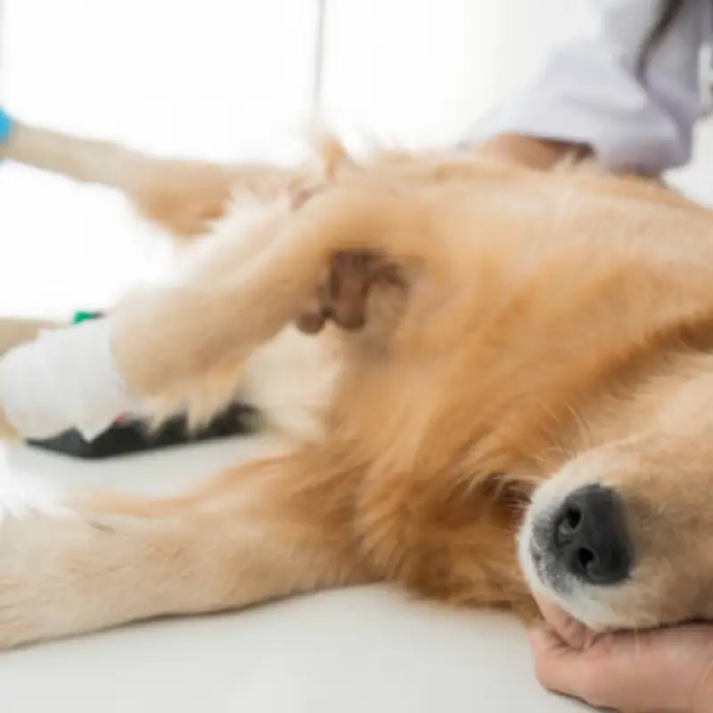 castração para cachorra