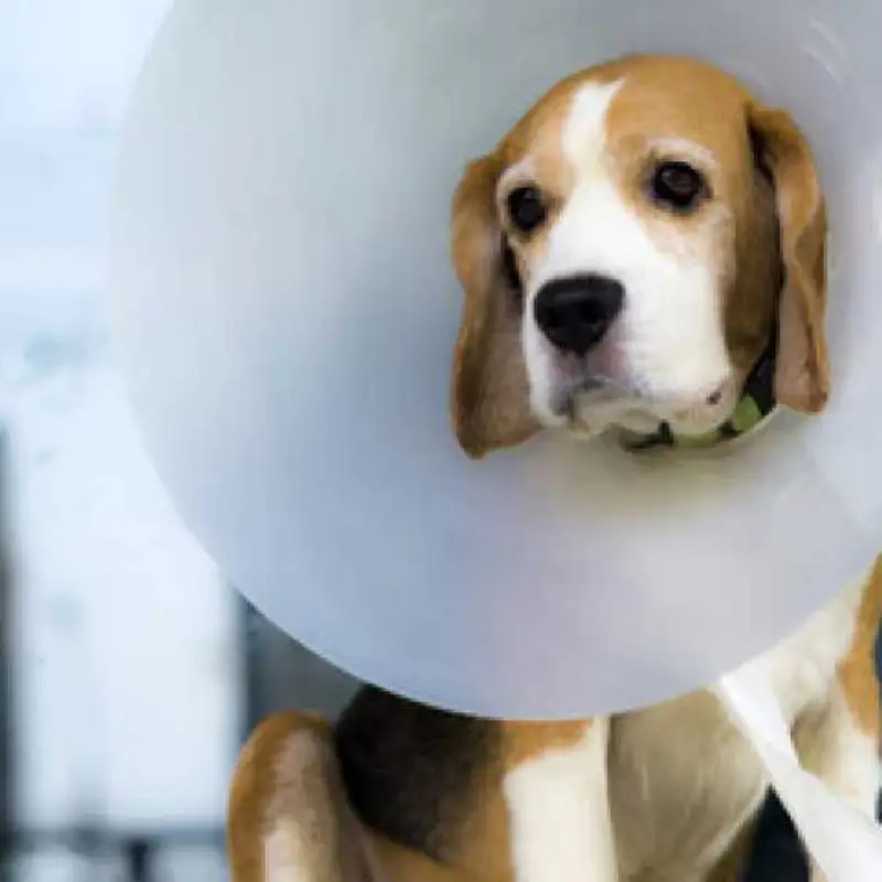 castração para cachorro