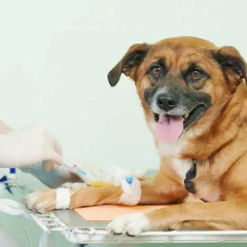 cirurgia castração cachorro