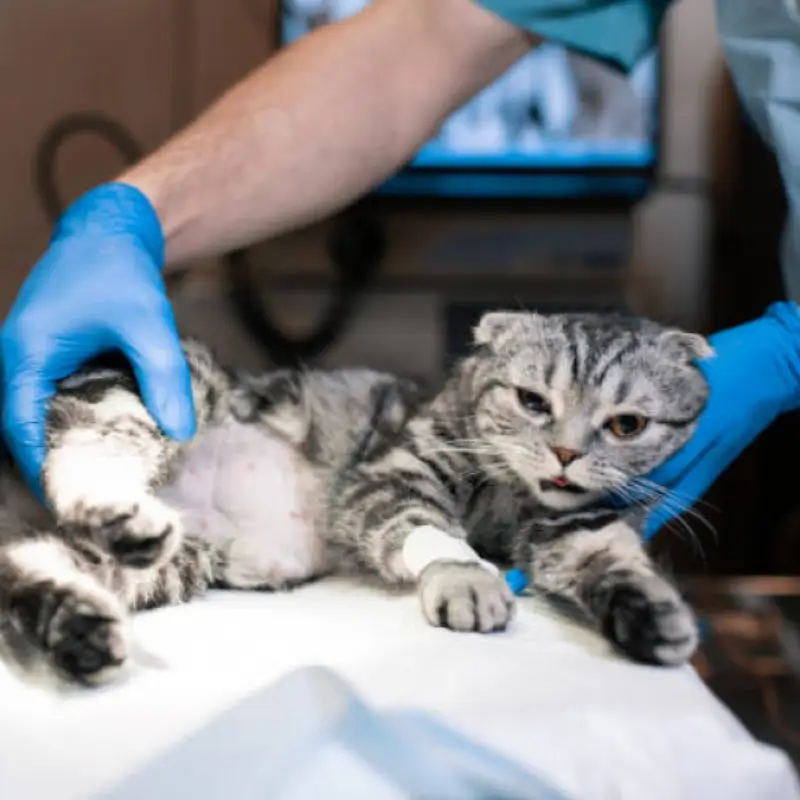 cirurgia castração gato