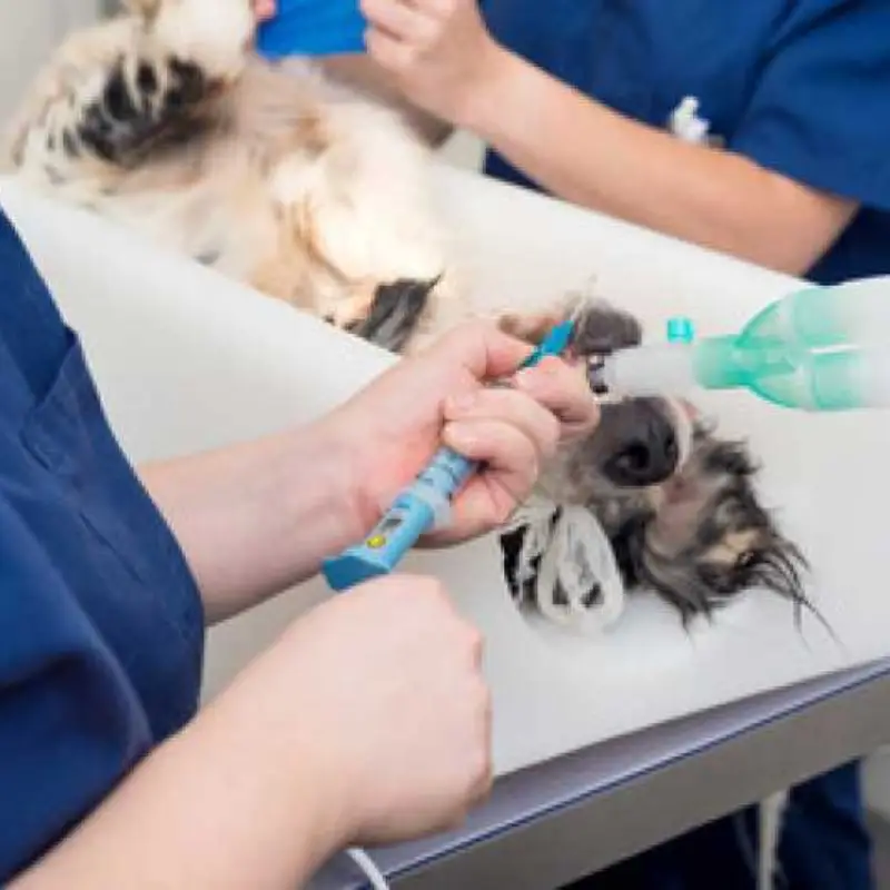 cirurgia de castração de cachorro