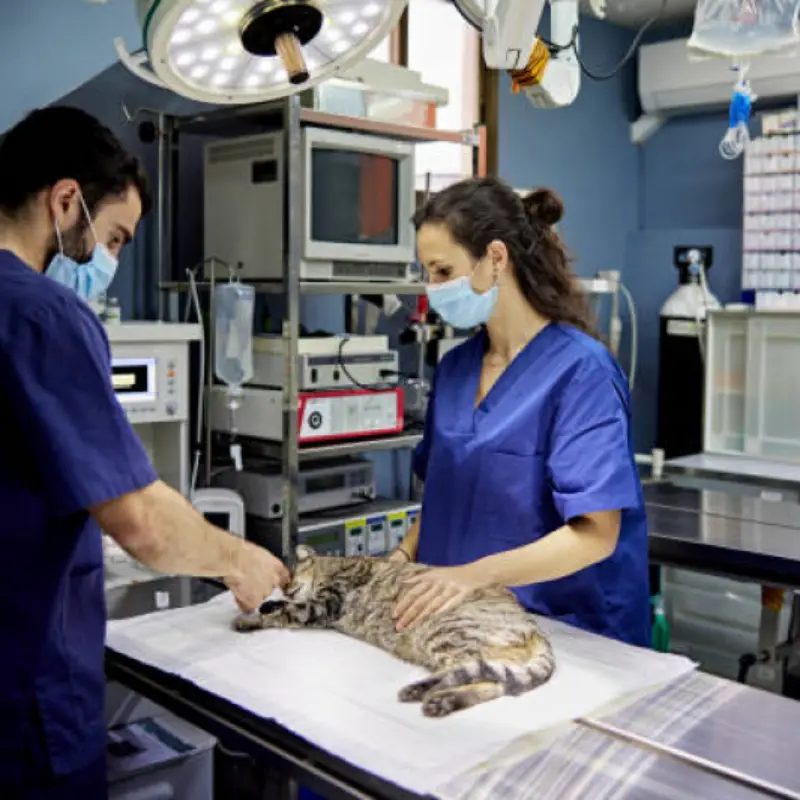 cirurgia de castração de gato fêmea