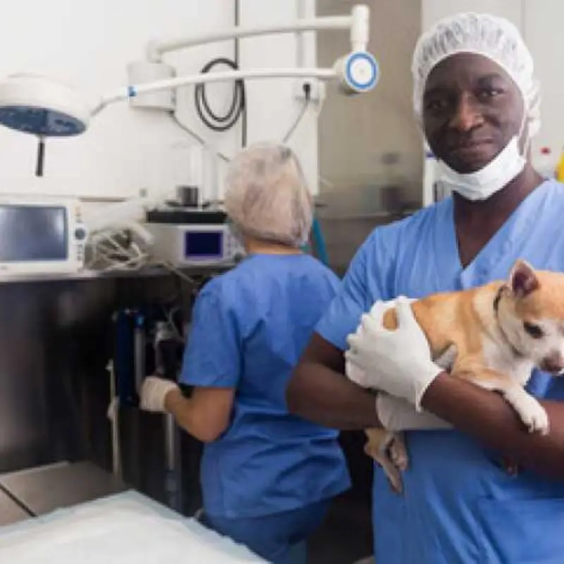 cirurgia de castração para gatos