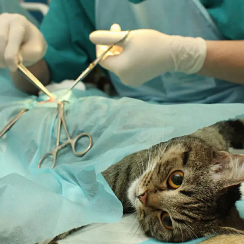 cirurgia em gatos