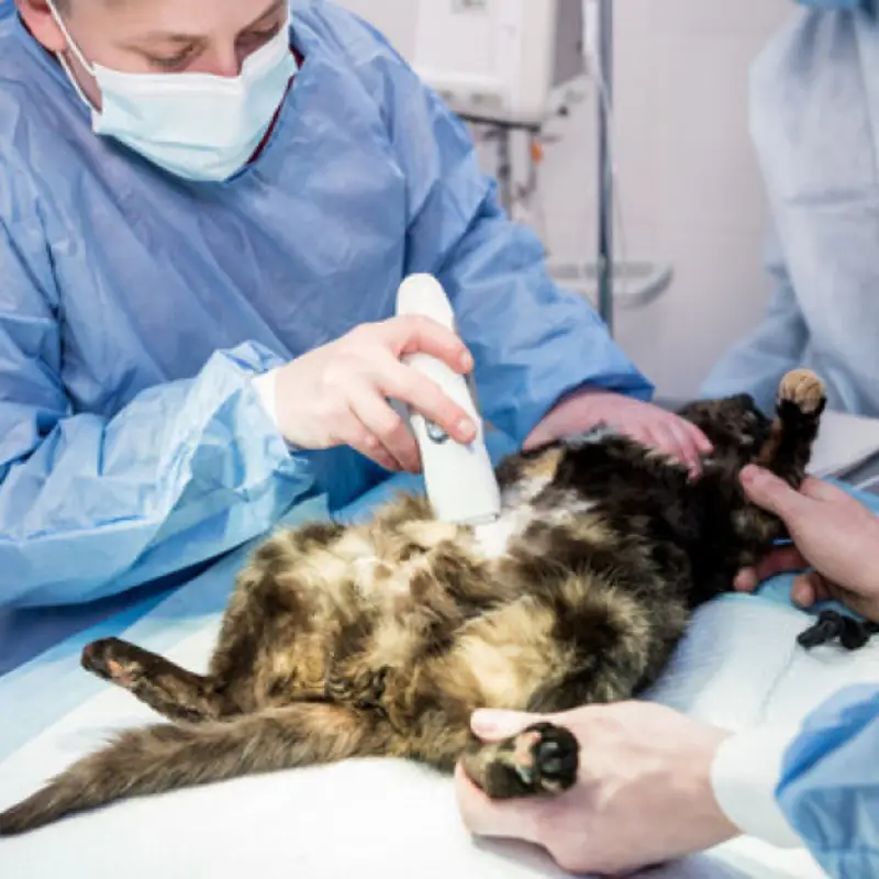 cirurgia gatos
