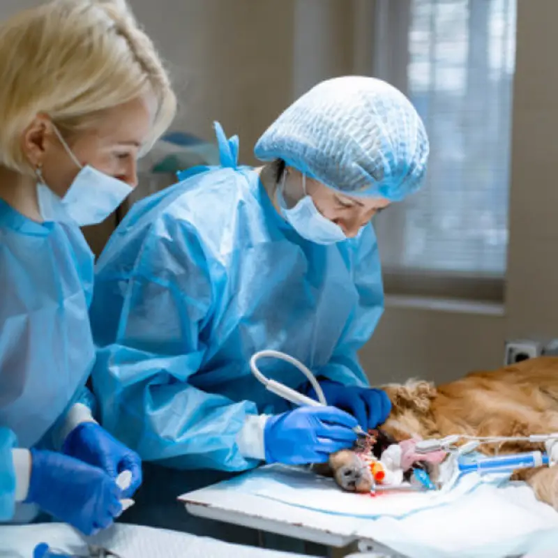 cirurgia oncológica veterinária