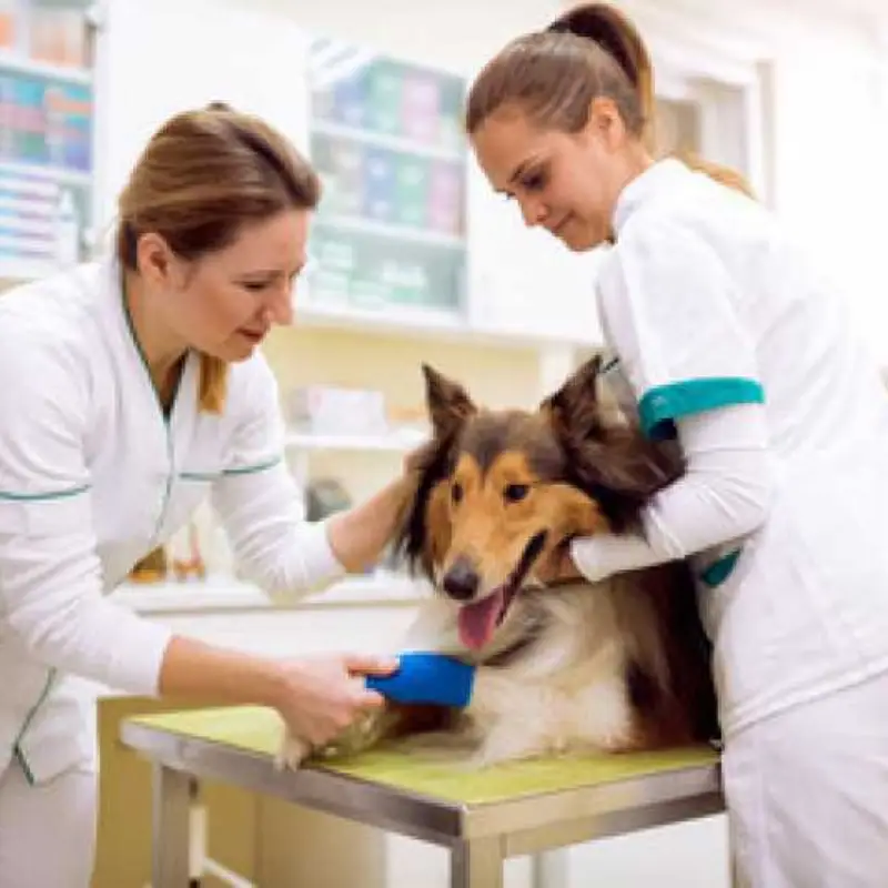 cirurgia para cachorro