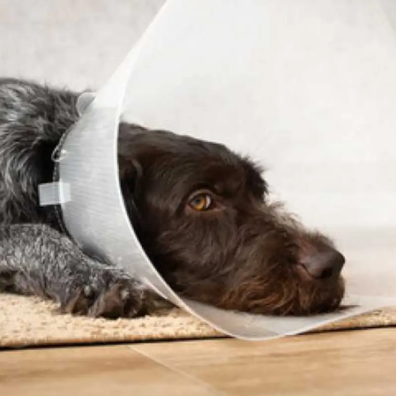 cirurgia para cães e gatos