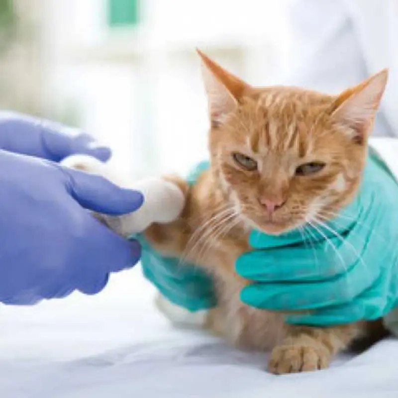 cirurgia para gatos