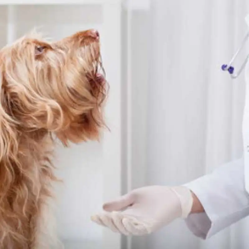 cirurgia para retirada de tumor em gatos