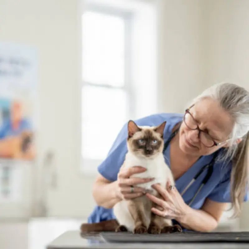 clínica veterinária dermatologia