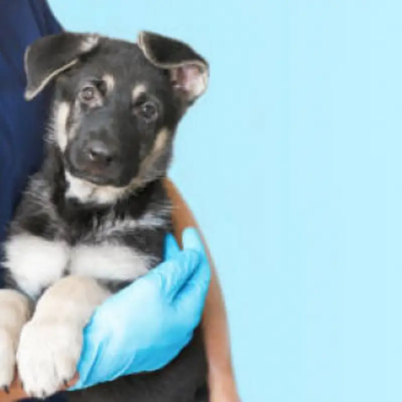 clínica veterinaria próximo a mim