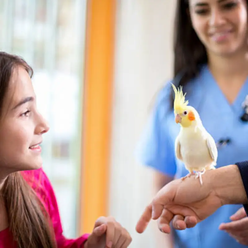 clínica veterinária animais silvestres