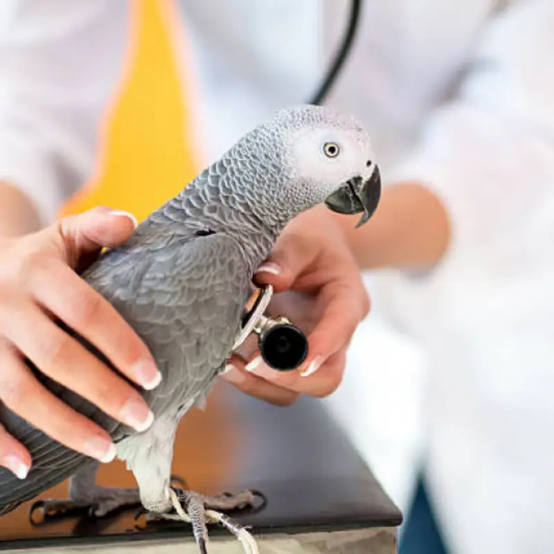 clínica para aves