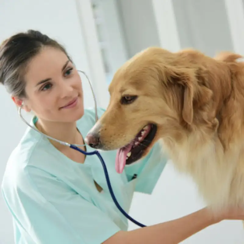 clínica pet para cachorro
