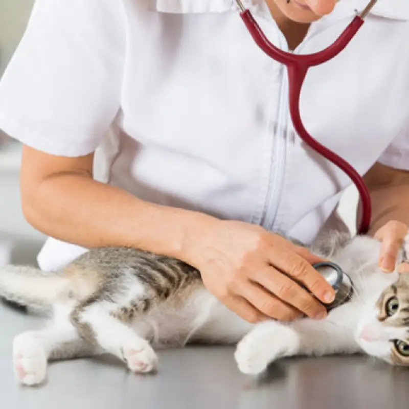 clínica pet para gatos