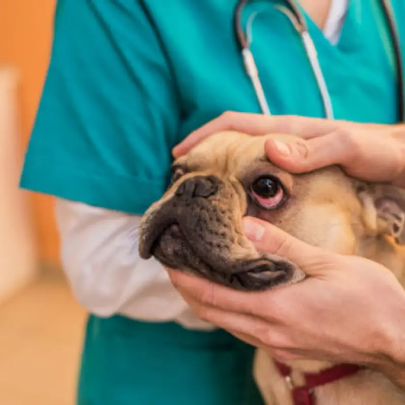 clínica veterinária oftalmologia