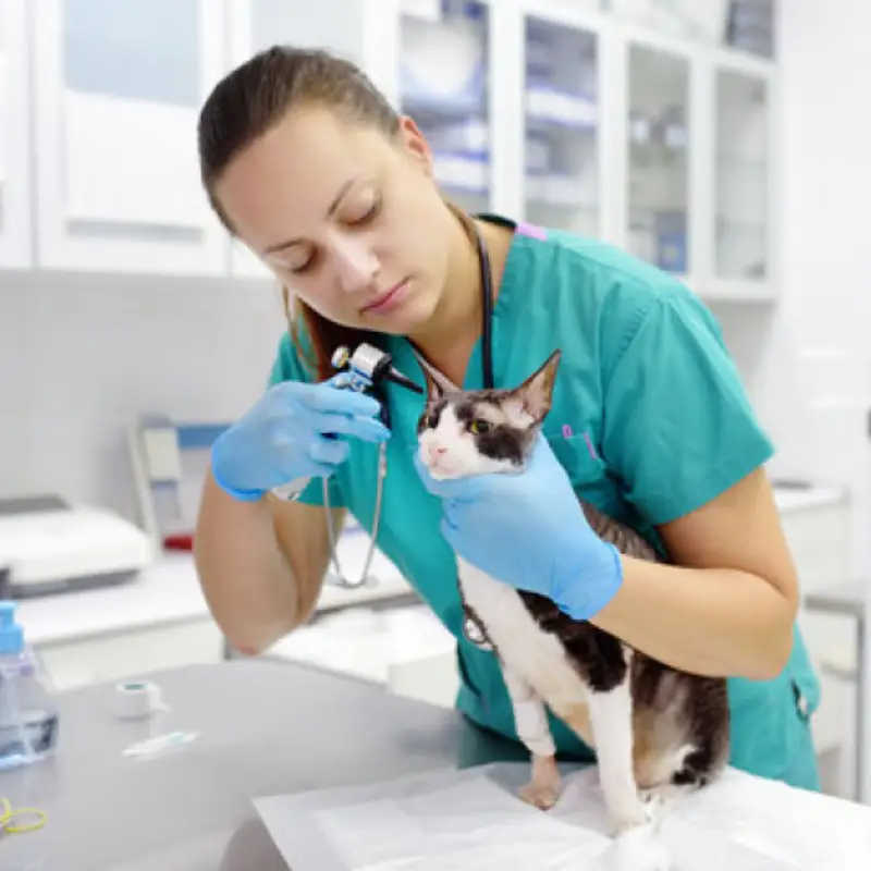 clínica veterinária popular próximo de mim