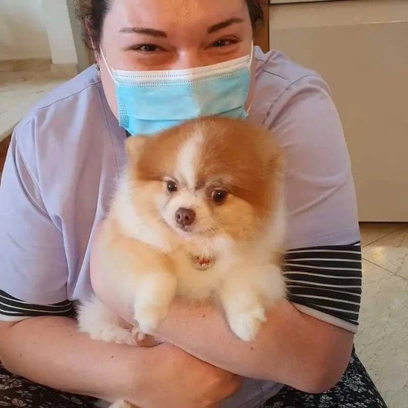 clínica veterinária com atendimento a domicílio