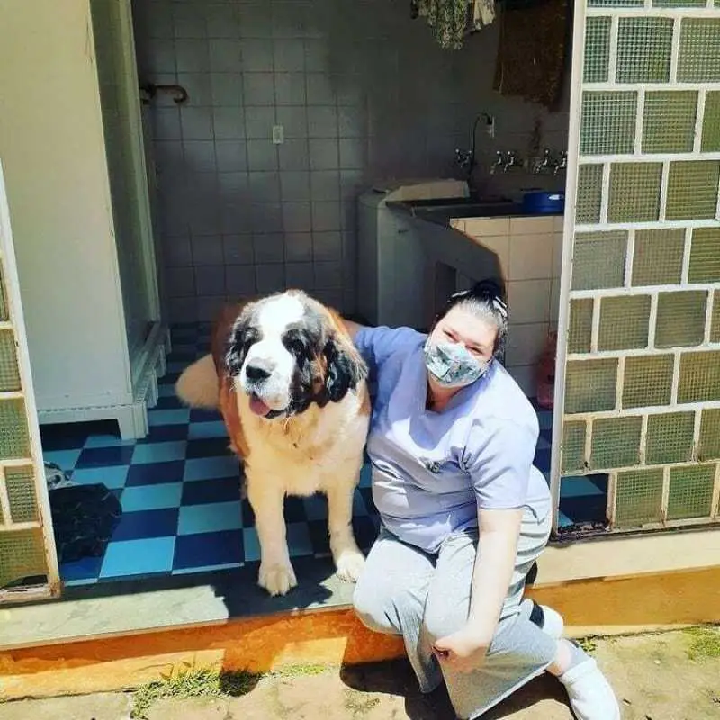 clínica veterinária de animais exóticos e silvestres