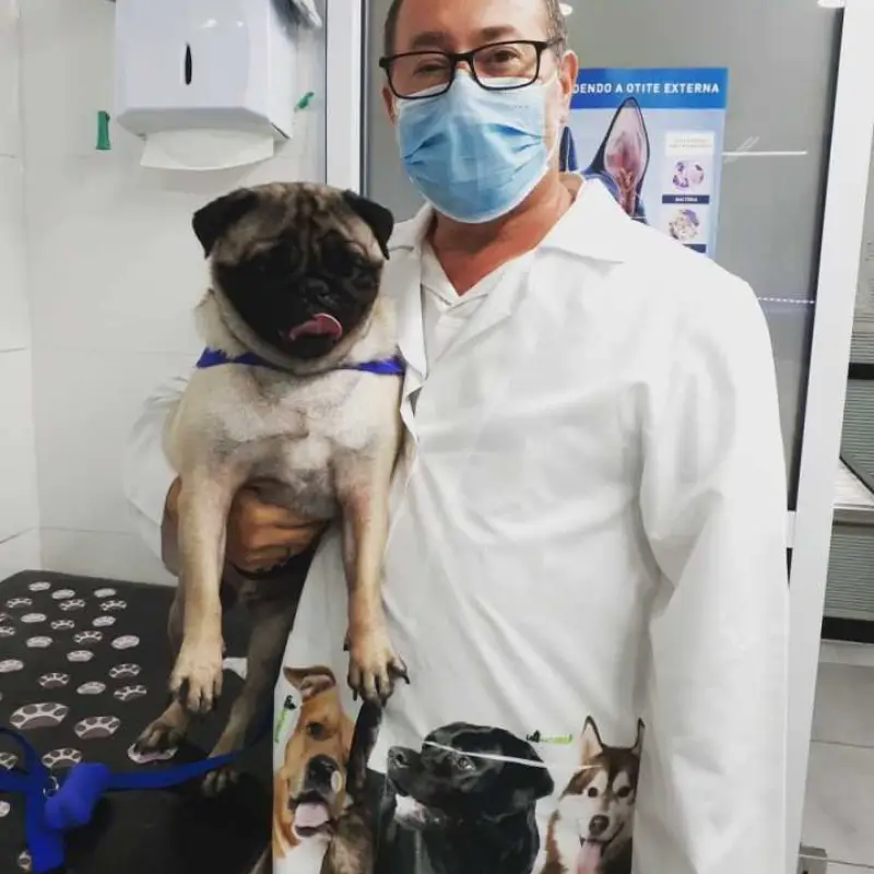 clínica veterinaria próximo de mim