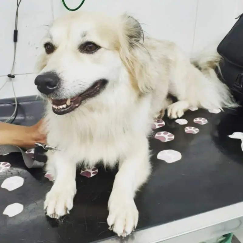 clínica veterinária
