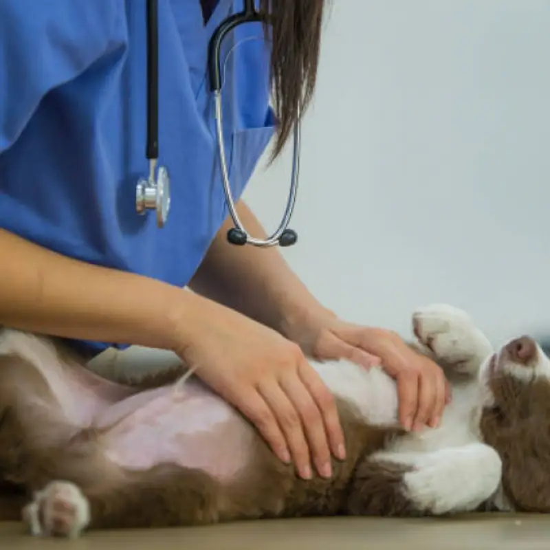 Limpeza de Tártaro Cachorro Orçamento Vila Buarque