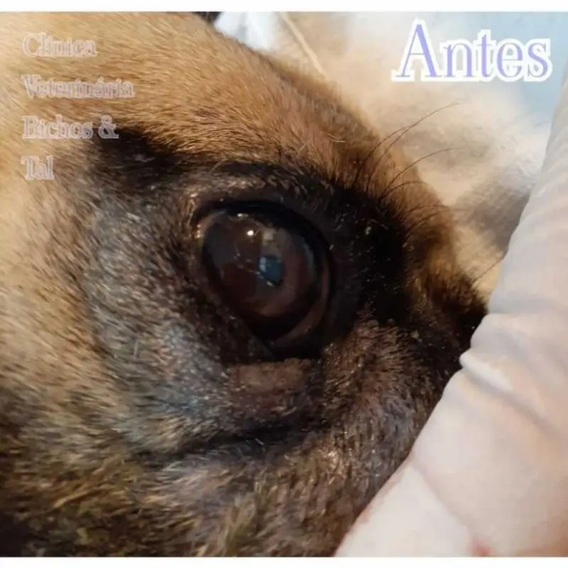 consulta dermatológica para cachorro