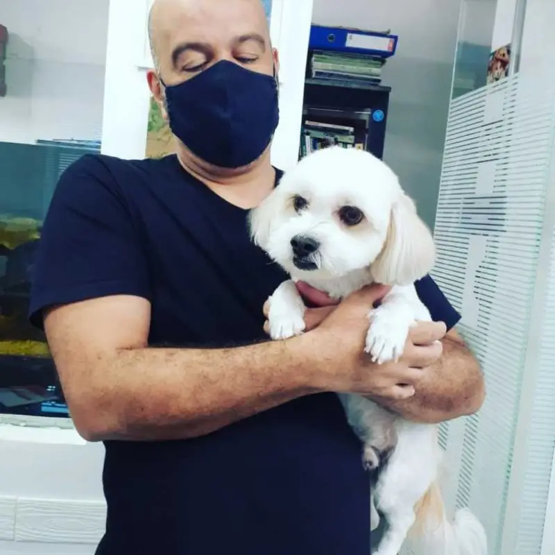 consulta para gatos
