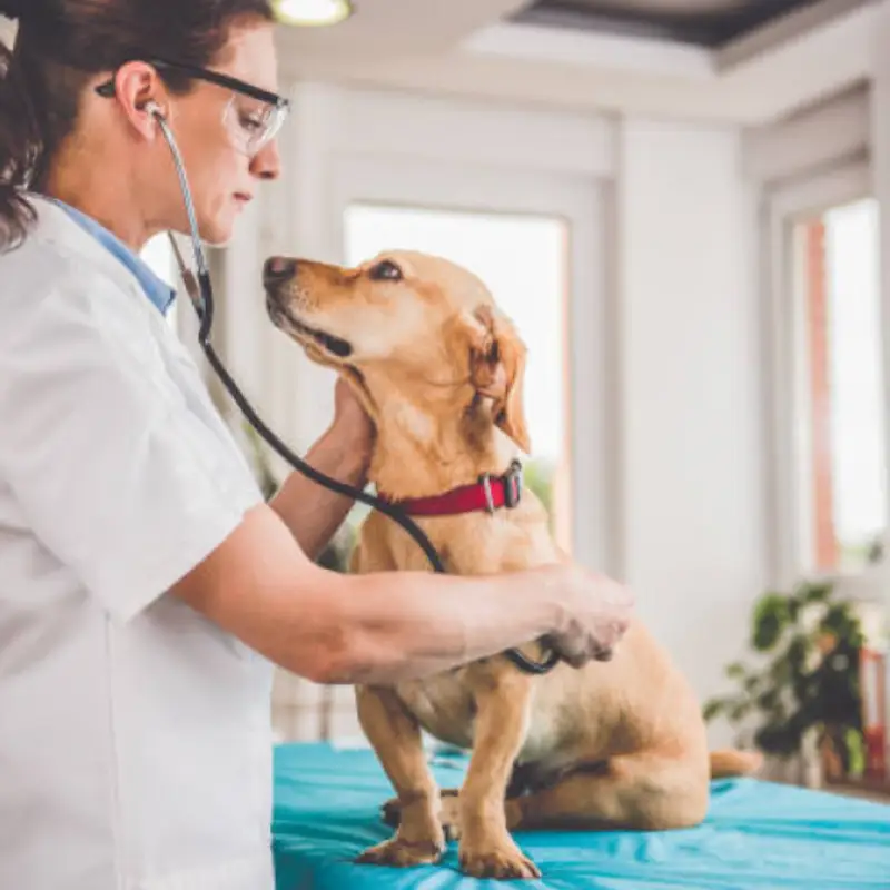 consulta veterinaria a domicílio