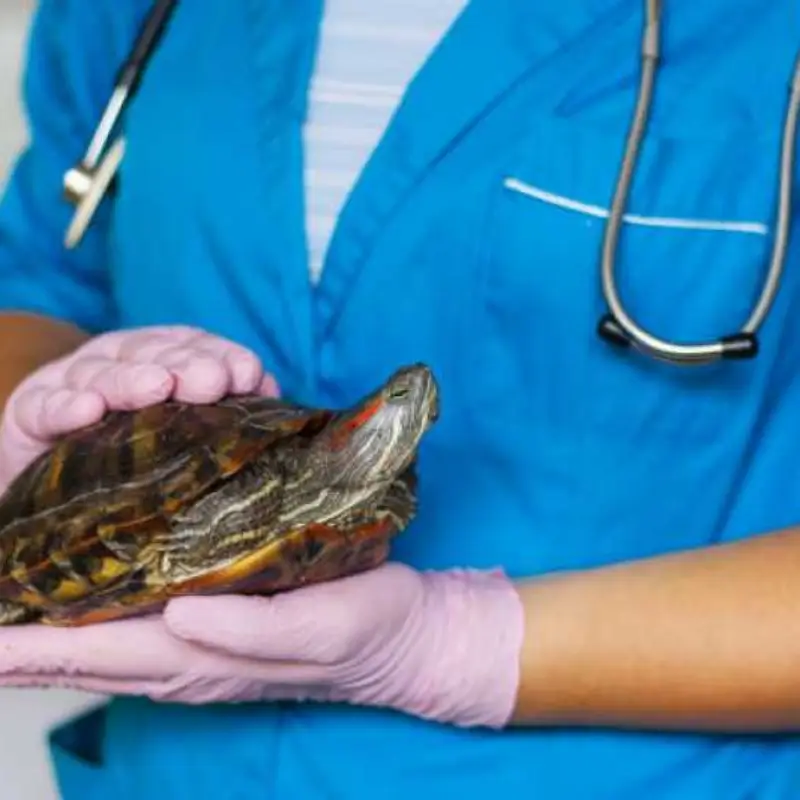 consulta veterinária barra funda