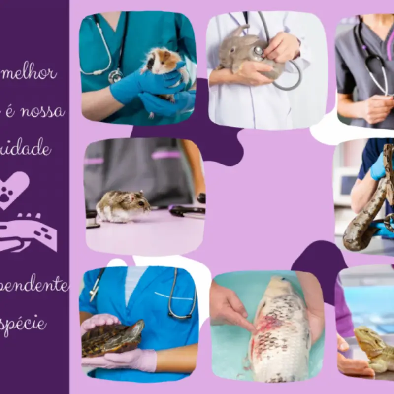 consulta veterinária gato