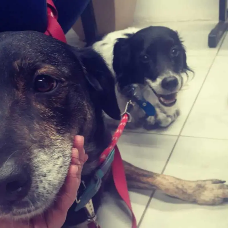 consulta veterinária
