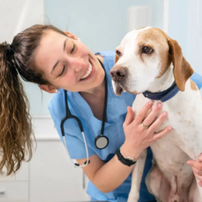 consulta veterinário próximo a mim