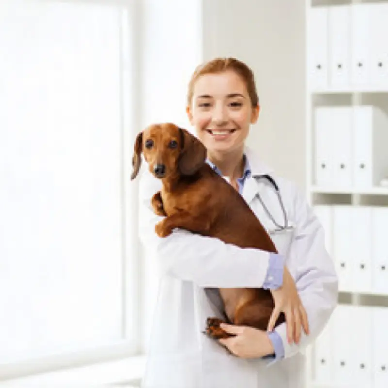 dermatologista veterinário