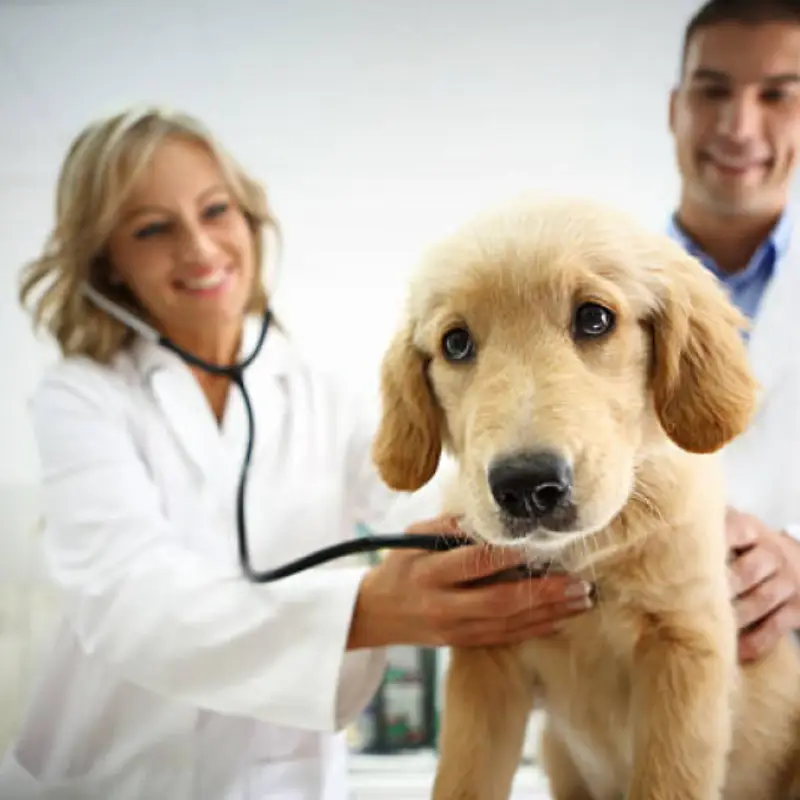ecocardiograma cachorro