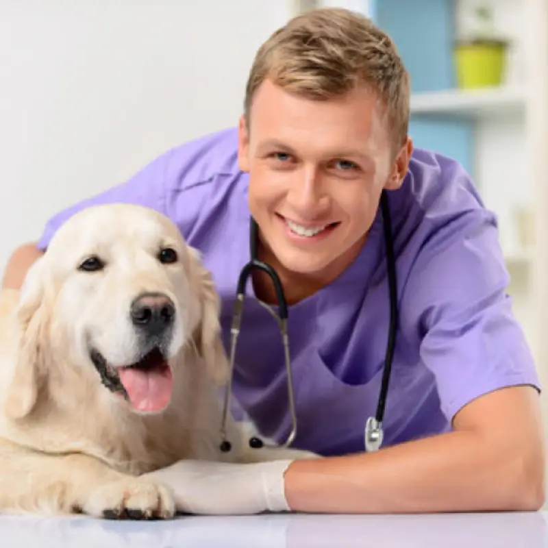 ecocardiograma em cachorro